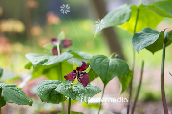 Trillium erectum - Birthroot (105616)