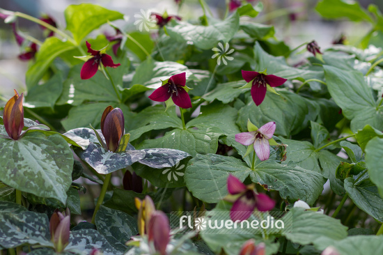 Trillium erectum - Birthroot (105617)