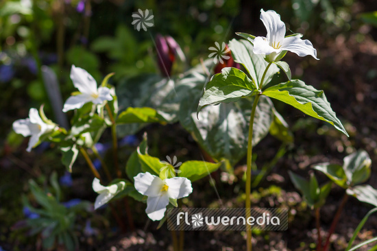 Trillium grandiflorum - White wake-robin (105620)