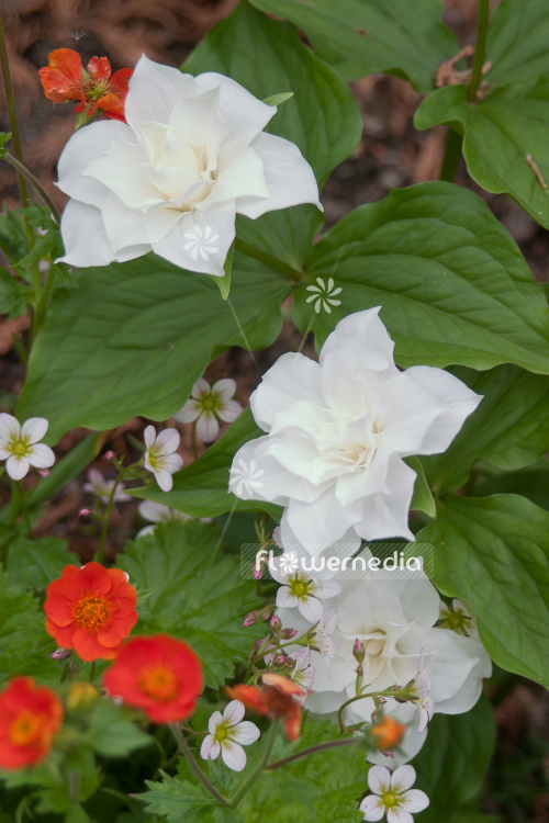 Trillium grandiflorum 'Snowbunting' - Double-flowered american wake-robin (105621)