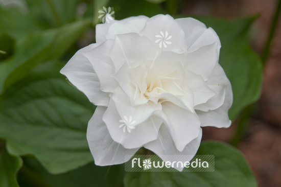 Trillium grandiflorum 'Snowbunting' - Double-flowered american wake-robin (105622)