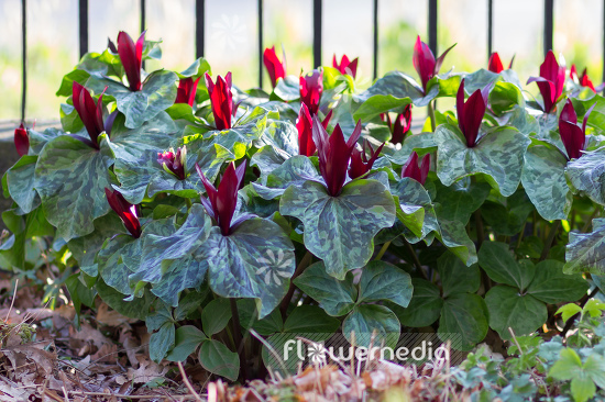 Trillium kurabayashii - Giant purple wakerobin (105097)