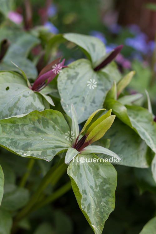 Trillium ludovicianum - Louisiana wakerobin (105098)
