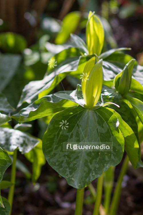 Trillium luteum - Yellow wood trillium (105101)