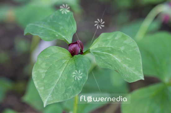 Trillium recurvatum - Prairie trillium (105102)