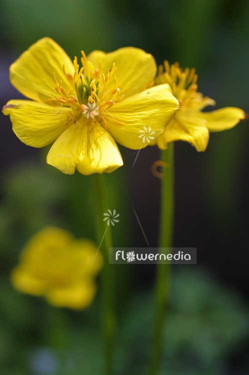 Trollius pumilus - Dwarf globeflower (102017)