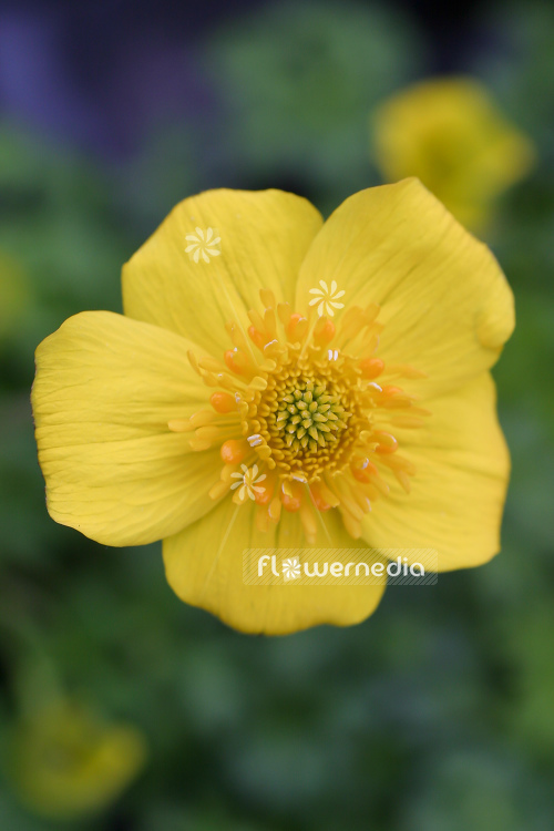 Trollius pumilus - Dwarf globeflower (105106)