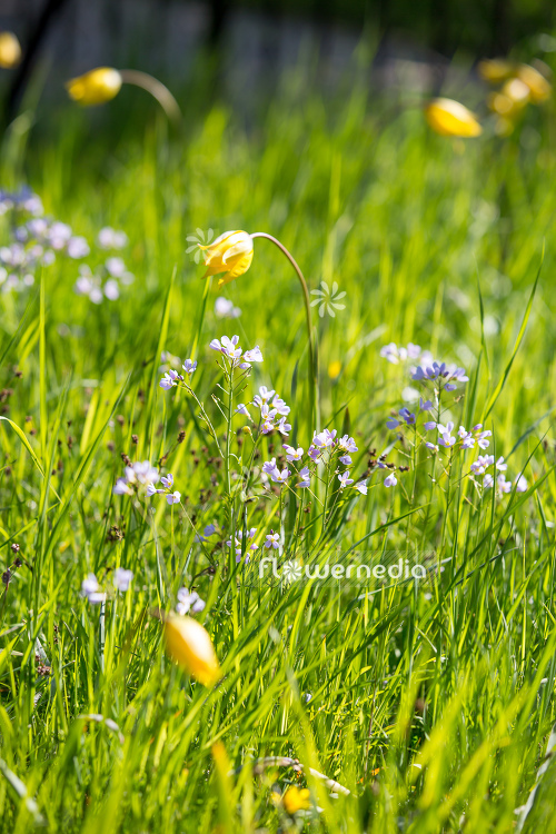 Tulipa sylvestris - Tulip (106223)