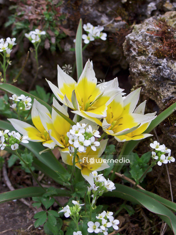 Tulipa tarda - Late tulip (106206)
