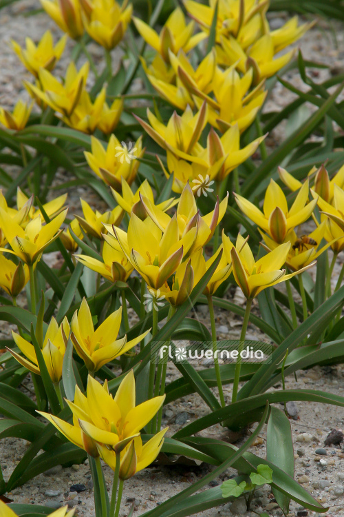 Tulipa tarda - Late tulip (106220)