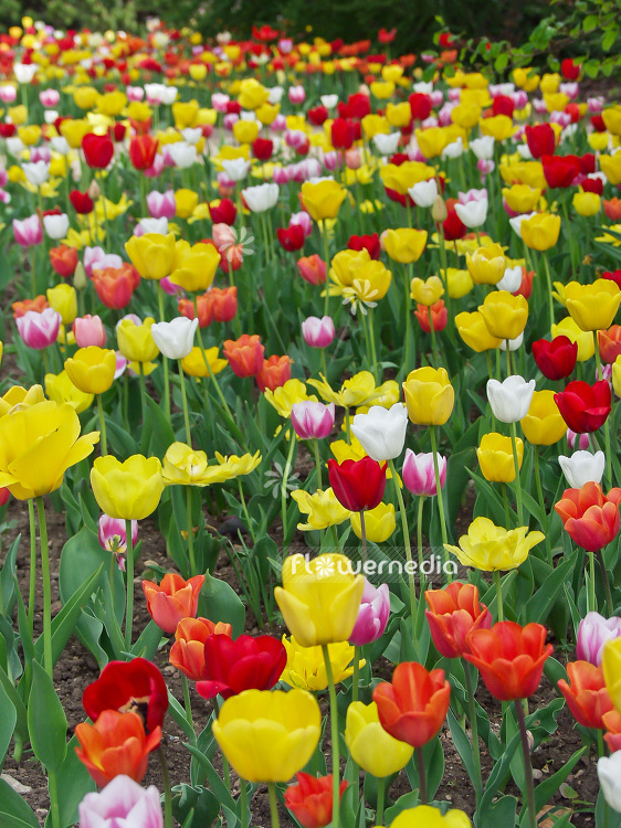 Tulips in garden (106351)