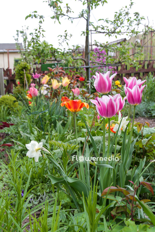 Tulips in garden (106352)