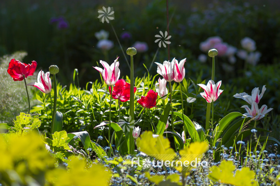 Tulips in garden (106354)