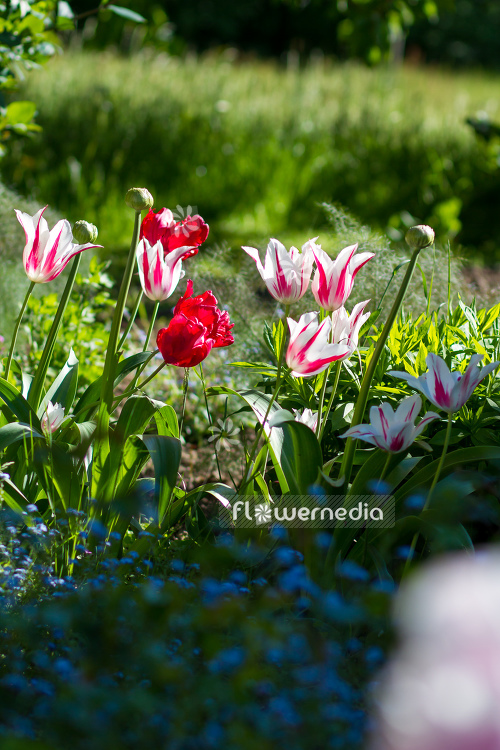 Tulips in garden (106355)