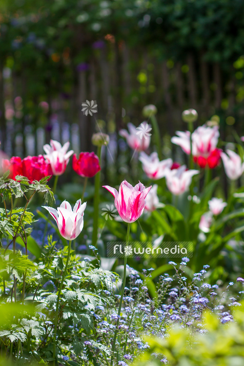 Tulips in garden (106356)