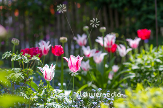 Tulips in garden (106357)