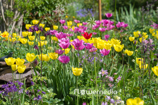 Tulips in garden (106359)