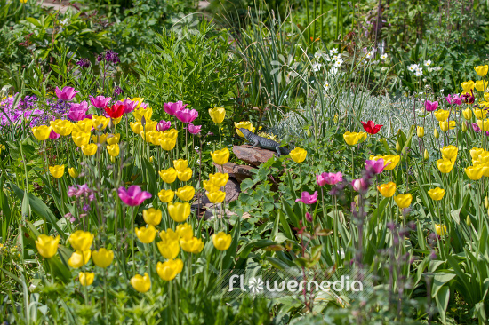 Tulips in garden (106360)
