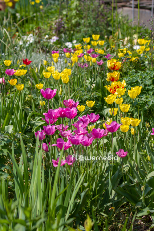 Tulips in garden (106361)