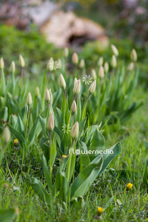 Tulips in garden (106366)