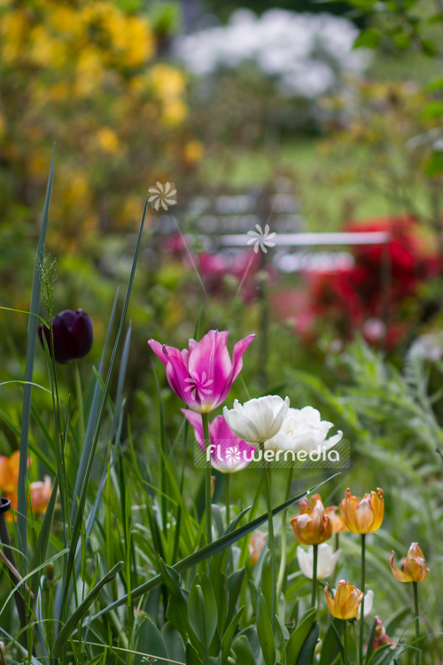 Tulips in garden (106367)