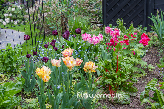 Tulips in garden (106388)