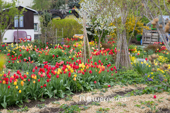 Tulips in spring garden (106364)