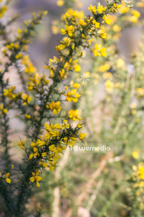 Ulex europaeus - Common Gorse (105116)