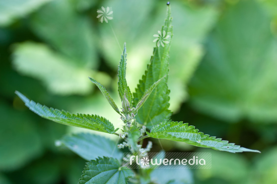 Urtica dioica - Stinging nettle (105120)