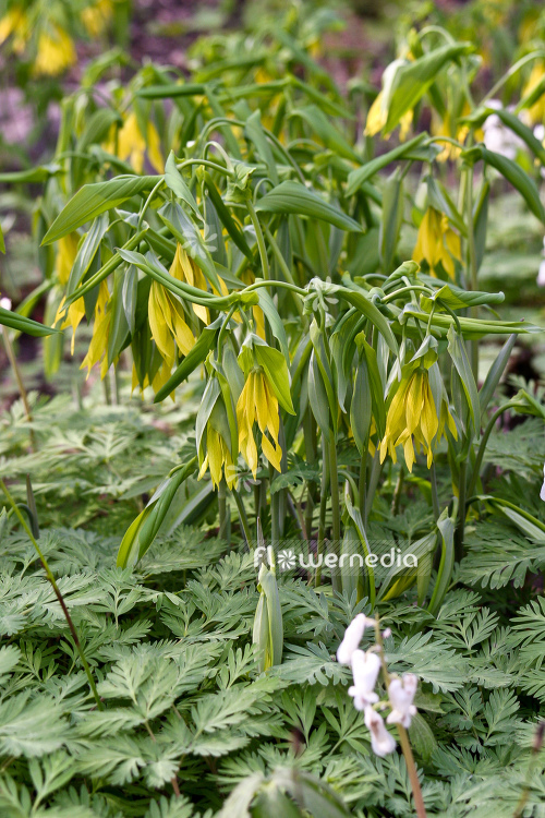 Uvularia grandiflora - Merry mells (105121)