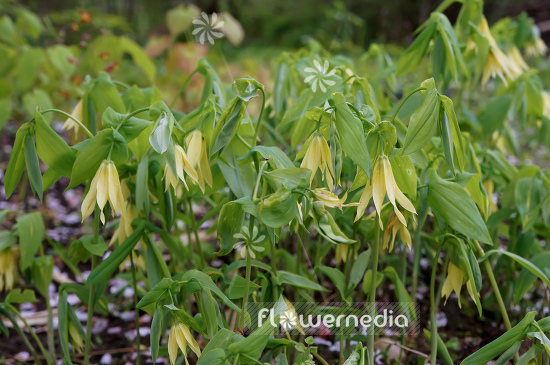 Uvularia grandiflora - Merry mells (109385)