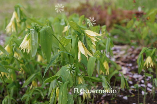 Uvularia grandiflora - Merry mells (109386)