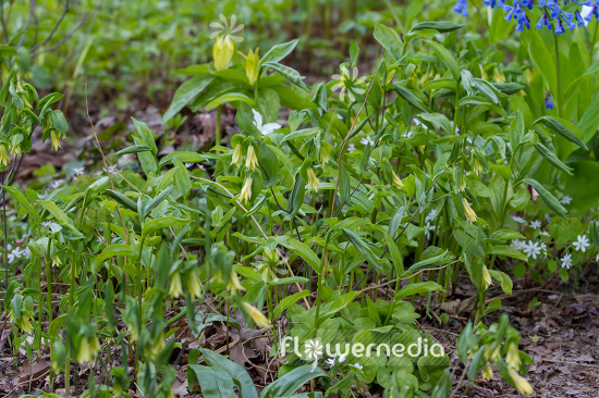 Uvularia perfoliata - Perfoliate bellwort (109651)