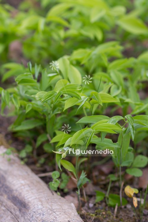 Uvularia sessilifolia - Sessile bellwort (109387)