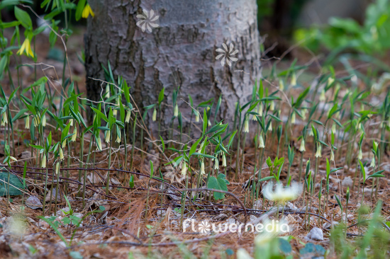 Uvularia sessilifolia - Sessile bellwort (109653)