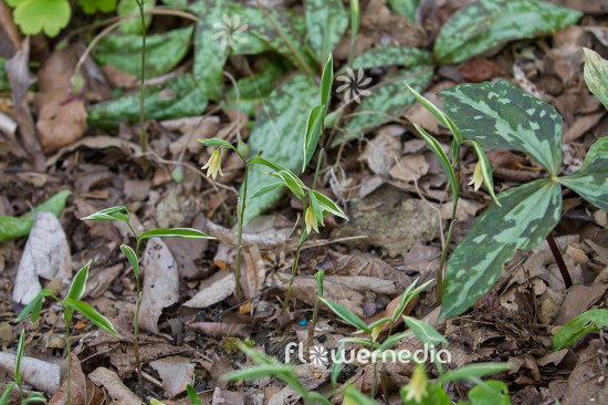 Uvularia sessilifolia 'Variegata' - Variegated sessile bellwort (109658)