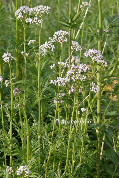 Valeriana officinalis - Common valerian (105131)