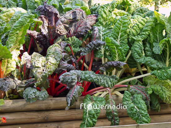 Vegetable raised bed with swiss chard (102137)
