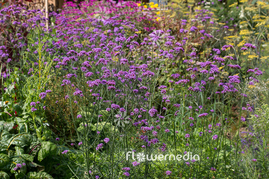 Verbena bonariensis - Tall verbena (111500)