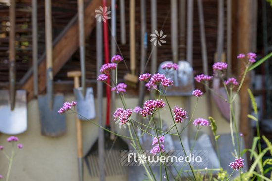 Verbena bonariensis - Tall verbena (111503)