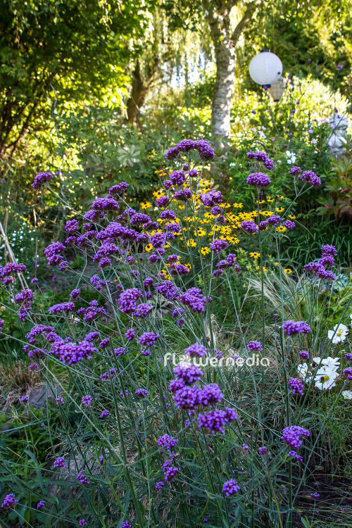 Verbena bonariensis - Tall verbena (111505)