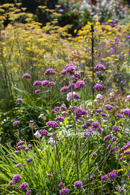 Verbena bonariensis - Tall verbena (111516)