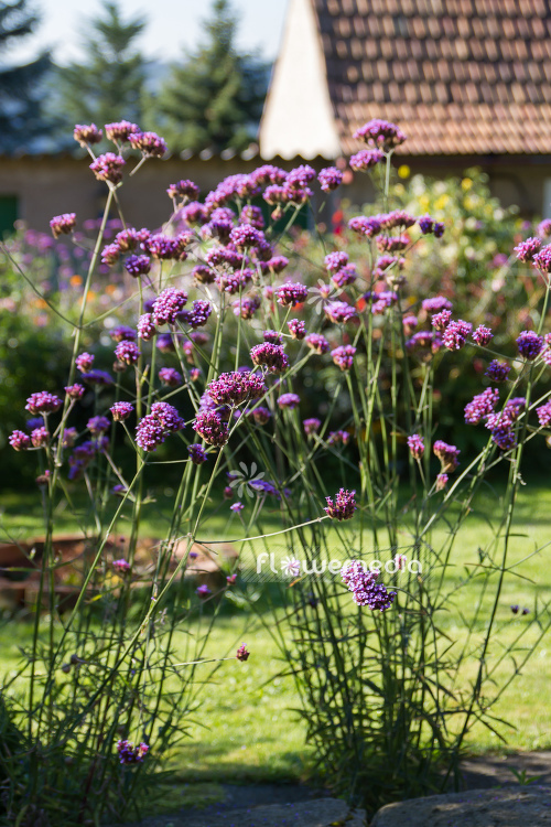 Verbena bonariensis - Tall verbena (111525)