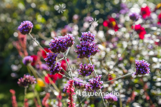 Verbena bonariensis - Tall verbena (111527)