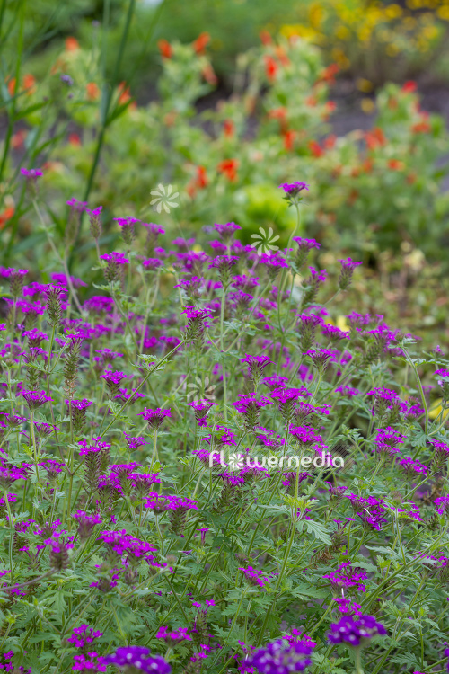 Verbena canadensis - Rose vervain (111535)