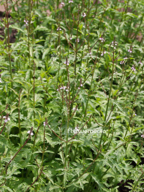 Verbena officinalis - Common verbena (102034)
