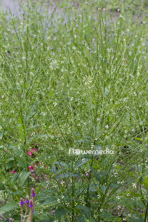 Verbena urticifolia - Nettle-leaved vervain (111569)