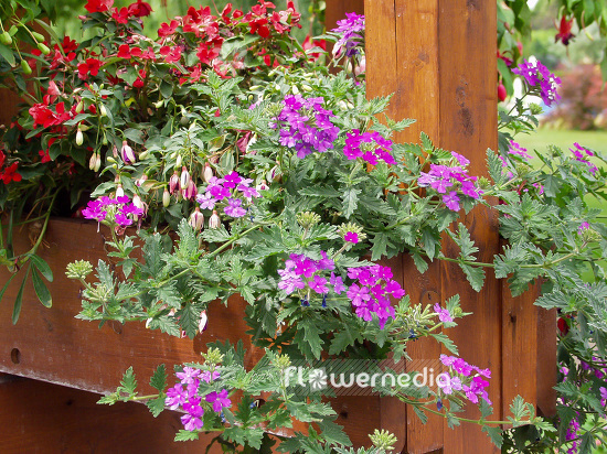 Verbena x hybrida - Garden verbena (110776)