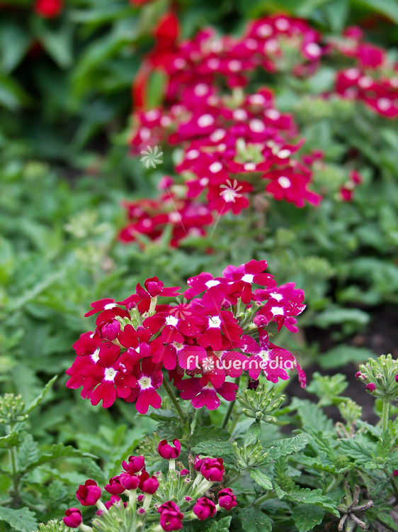 Verbena x hybrida - Garden verbena (110777)