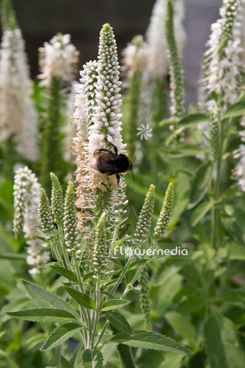 Veronica longifolia 'Schneeriesin' - Garden speedwell (105156)